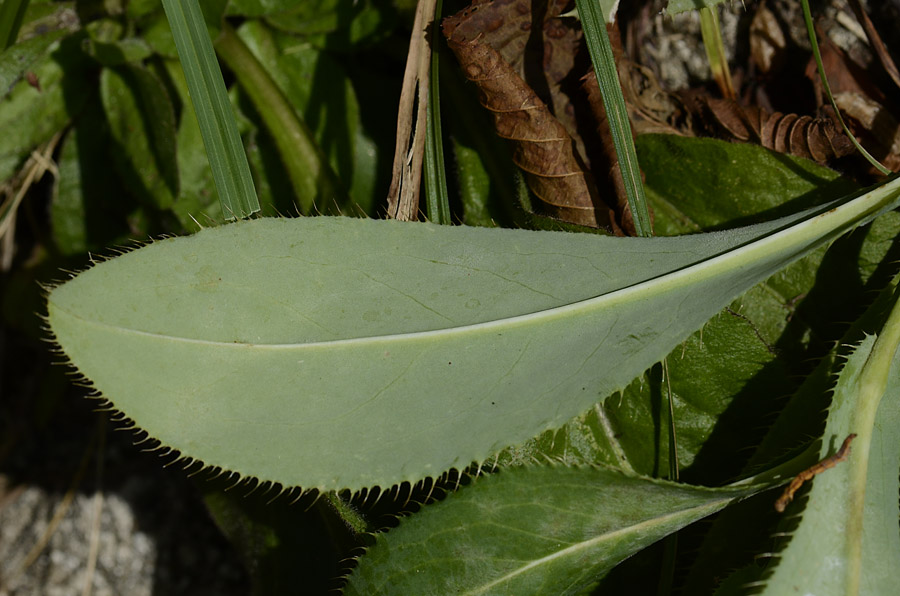 Carduus defloratus subsp. sumanus. (=crassifolius) / Cardo del Trentino